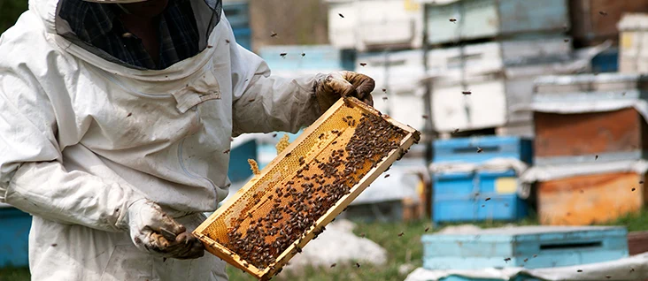 Beekeeping and <br>Apitherapy Program